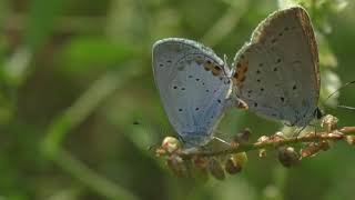 Herken het staartblauwtje. Gefilmd bij het Comomeer, Italië