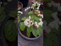 short bleeding heart shortvedio garden tour malayalam