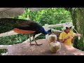 World's Largest Bird Park In Kuala Lumpur Malaysia | Bird's Park In Kuala Lumpur | Kl Birds Park