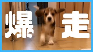 【ビーグル🐶セブ】可愛い子犬の爆走