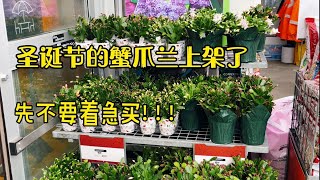 圣诞节的蟹爪兰上架了，购买之前先了解这几点，少走弯路。CHRISTMAS CACTUS【莎拉养花】