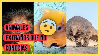 Los 5 Animales Más Extraordinarios que No Conocías