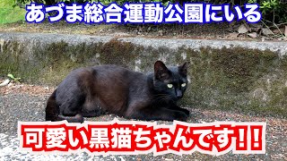 【可愛い黒猫ちゃん】あづま総合運動公園にいた黒猫 魔女の宅急便に出てくるキキに似てます！！