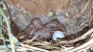 Day 5 Gouldian Chicks Growing