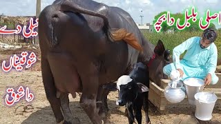 پیورنیلی کی بھینسں برائے فروخت#Nili Rave Buffalos for sale in punjab on YouTube sale،03065110914