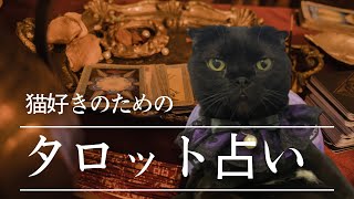 【Cat live】タロット占いLIVE