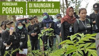 PERBEDAAN  PORANG DI NAUNGAN & TANPA NAUNGAN