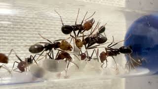 Child-rearing of meat ants