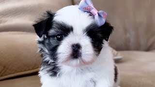 A sweet Shih Tzu Puppy 🐶