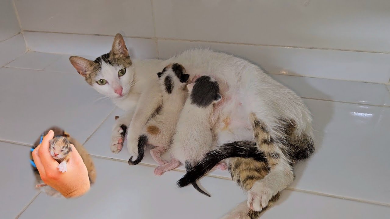 Full Story Of Rescue Abandoned Mother Cat Who Have 2 Kittens And ...