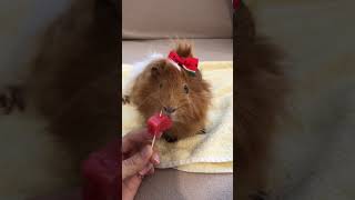 スイカを嗜むモルモット【お盆番外編】My first guinea pig