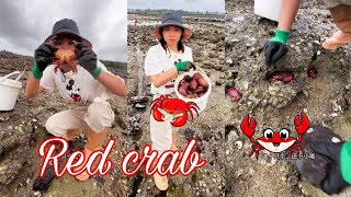 Video of catching crabs and lobsters, squid #fishing #hunting #crab