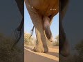 wait for it elephant suprise wildlife shocking big penis reel short followforfollowback