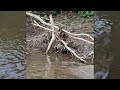 thick shelled river mussel attract fish with water jets