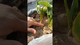 Arbi plant 🌱 growth #gardentips #youtube #garden