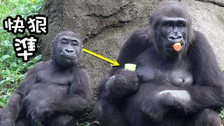 Gorilla Ringo takes Iriki & D’jeeco’s vege quickly,hilarious Jabali金剛猩猩Ringo秒拿Iriki的大黃瓜迪亞哥的菜搞笑Jabali