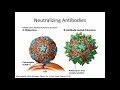 Immunology Lecture 7: Antibody Function