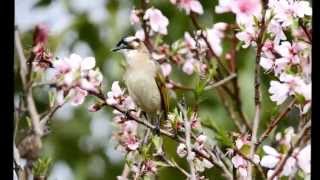 シロガシラ　２０１５年４月兵庫県