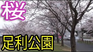 【ノーカット動画】栃木県足利市の桜の名所【足利公園】紹介