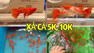 XẢ CÁ 5K, 10K, 35K GUPY, MOLLY, HUYẾT KIẾM