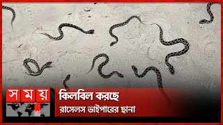 নাটোরে বাচ্চা প্রসব করে উধাও রাসেলস ভাইপার | Russell's Viper Snake | Wild Animal | Natore | Somoy TV