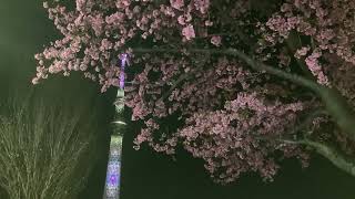 台東区　浅草　隅田公園　☆　大寒桜　♪　2023年3月14日　　東京スカイツリー　ライトアップ　ホワイトデー　ライティング「Thinking of you」　✿