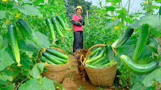 Harvesting Cucumbers Goes To Market Sell - Making Salted Cucumbers, Caring for Nurseries