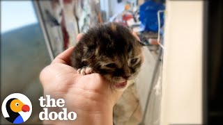 Woman Wasn't A Cat Person — Until She Met This Kitten | The Dodo