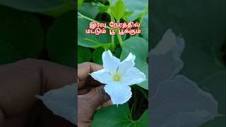 🌀சுரக்காய் பூ|bottle guard blooming night time #agriculture #90skidm #agriculturefarming #farming