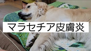 マラセチア皮膚炎を治療中のゴールデンレトリバー🐶ロキ♂︎