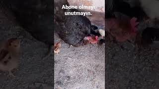 saldıran gurk tavuk ve civcivleri. abone olmayı unutmayın