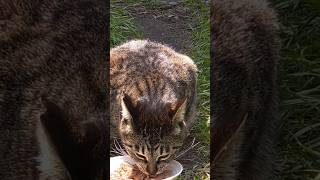 城ヶ島漁港〜忍ちゃんの朝ご飯(=^・^=)