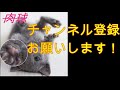 65 行き着いた先で…。【車いす製作】