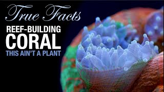 True Facts: Reef Coral is a Crazy Animal!