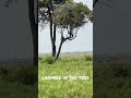 Leopard sitting in the tree - our Kenyan safari - Masai Mara National Park