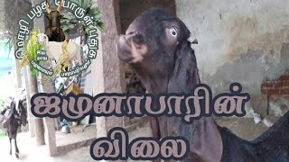 ஜமுனாபாரி ஆடுகளின் விலை | jamunapari goats prise