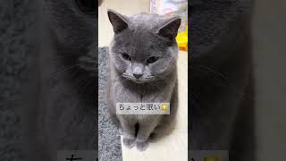 猫動画【眠そうでかわいい】🐱 #shorts