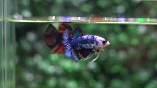 Betta USA TI 1654 Live Betta Fish High Quality HMPK Male Blue Marble Dragon Koi