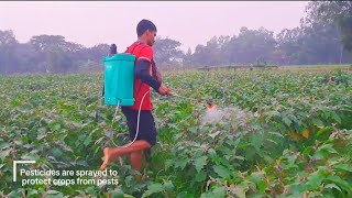 কৃষকদের সাথে সময় কাটালাম বাংলাদেশের 60% আয়ের উৎস এই কৃষি খাদ থেকে 01918968824