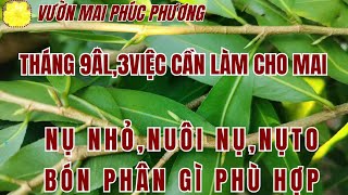 THÁNG 9ÂL, 3 VIỆC CẦN LÀM CHO MAI, NỤ NHỎ, NUÔI NỤ, NỤ TO MỞ GÀ, BÓN PHÂN GÌ PHÙ HỢP HIỆU QUẢ