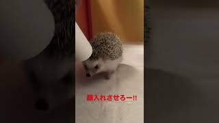 トイレットペーパーの芯の虜#ハリネズミ#hedgehog