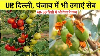 गर्म इलाके में भी फल देने वाली सेब की वैरायटी || Hot Climate Apple Tree || Home Garden