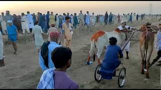 Bell race in pakistan