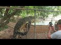 funny big crocodile attack jumps fence at tour guide