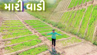 મારી વાડી || my farm…#srvlog02 #gujrativlogs #farming