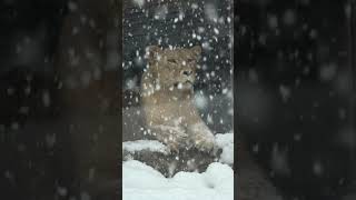 【円山動物園クレイ】ぼくの腕に雪が積もりました⛄＃円山動物園＃ライオン＃クレイ