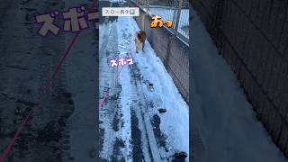 凍ってるゾーンを歩きたいワン🐕チャレンジャー過ぎて滑る柴わんこ #雪 #お散歩 #冬 #癒し #柴犬  #柴犬のいる暮らし #柴犬SAKURA #日本犬 #Shiba #short #shorts