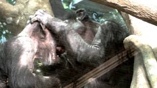 Chimpanzees kiss.チンパンジーのキス。