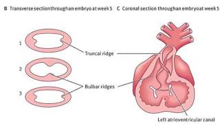 Embryology of the Heart - bulbus cordis, ventricles, and truncus arteriosus (Dr. Ahmed Farid)