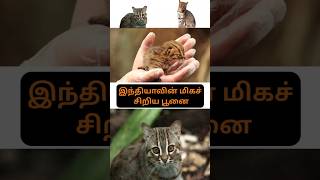 இந்தியாவின் மிகச் சிறிய பூனை #cat#small#rusty#catfamily#tamilshorts#tamil#wildlife#nature#forest#vdo